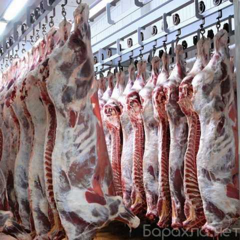Продам: Производство и оптовые продажи мяса