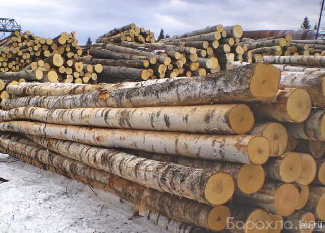 Куплю: Береза на дрова