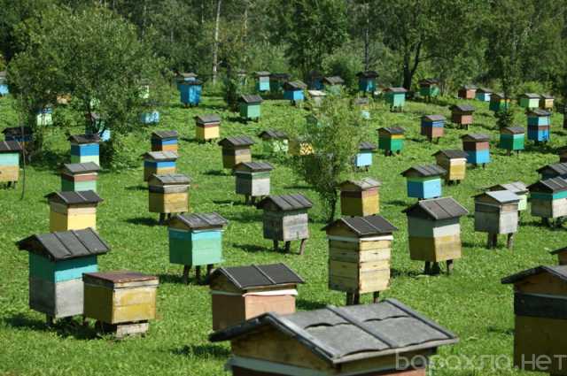 Продам: Пчёлы