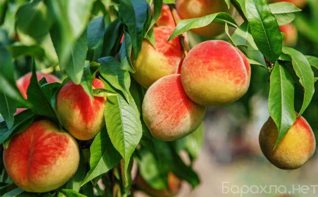 Продам: Саженцы персиков по доступным ценам