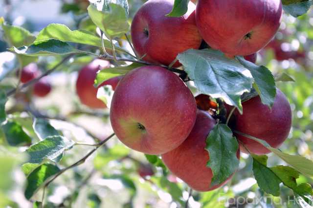 Продам: Саженцы яблони по доступным ценам