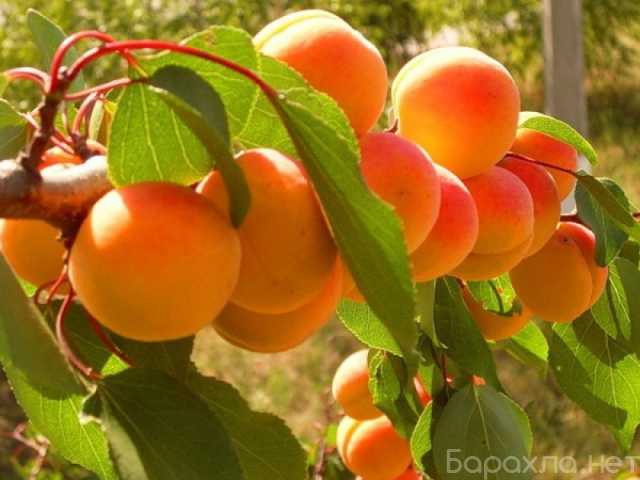 Продам: Саженцы абрикосов по доступным ценам