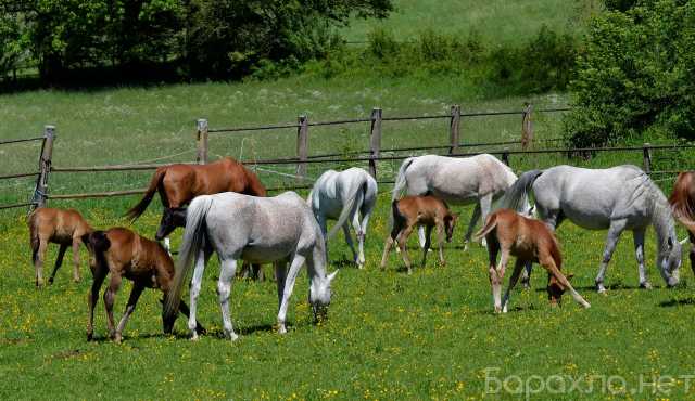 Продам: Лошади и жеребята от производителя