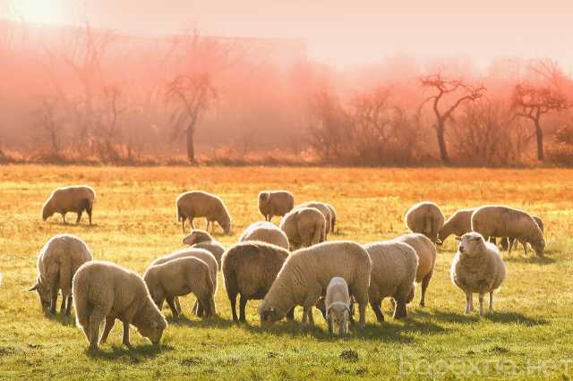 Продам: Овцы мясных пород живым весом