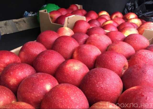 Продам: Яблоки оптом напрямую от производилеля
