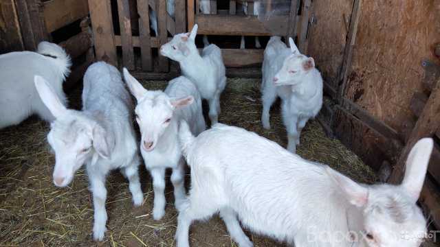 Продам: Зааненские козы