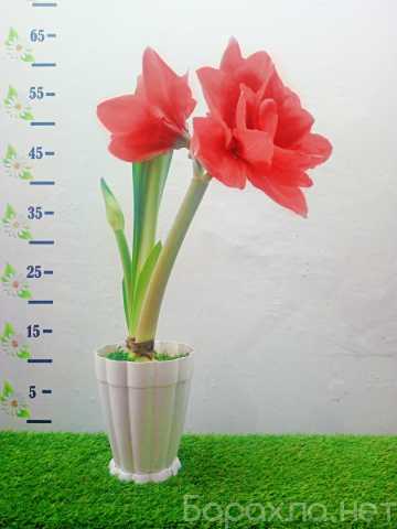 Продам: цветущие комнатные растения