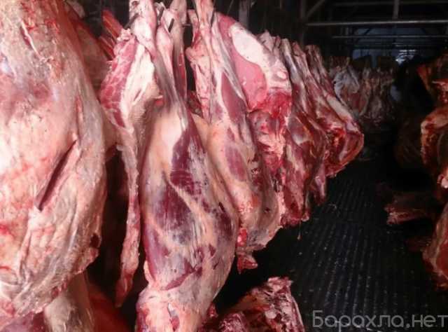 Продам: Мясо-говядина порода СИММЕНТАЛЬСКАЯ