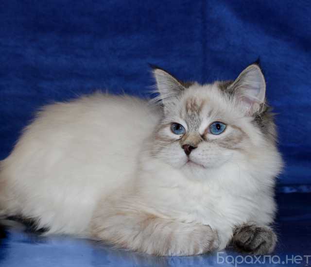 Продам: Сибирский клубный котик
