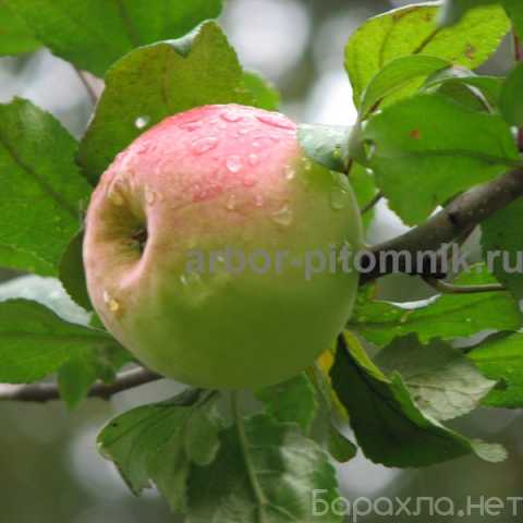 Продам: Саженцы яблони по низкой цене