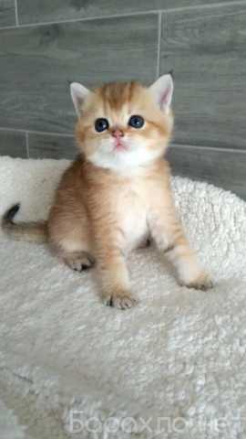 Продам: Клубные котята (золотая шиншилла)