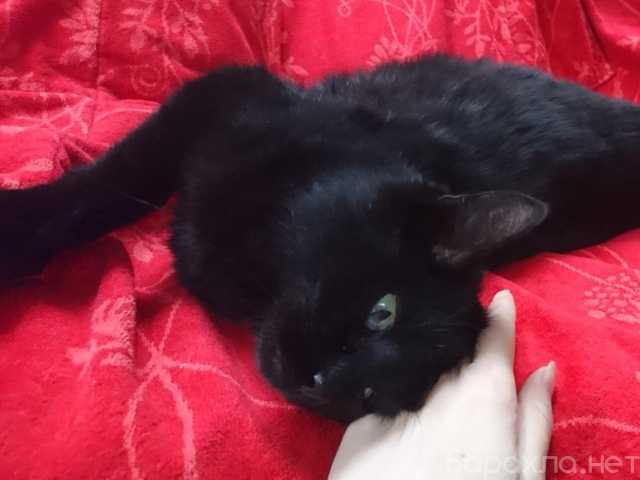 n6TTV отдам в хорошие руки котенка ростов на дону