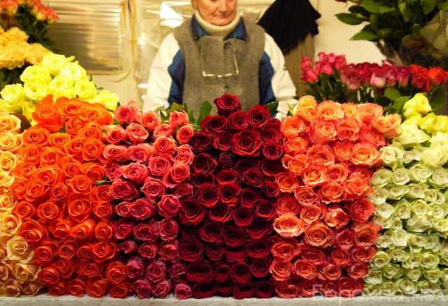 Продам: Королевские гибридные розы
