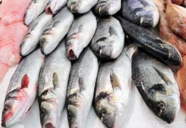 Продам: ПРОФИТ Торговля оптовая рыбой