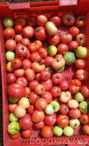 Продам: Рассаду помидоров, перцев, баклажан и цветов