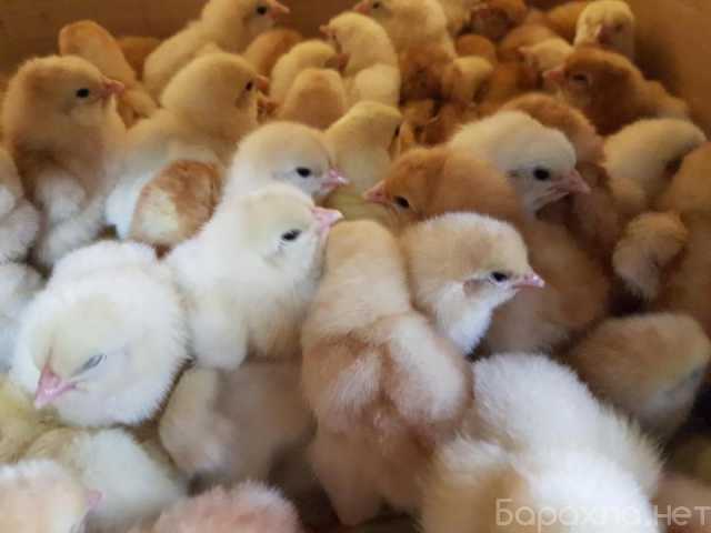 Продам: Суточных цыплят Ломан Браун и Браун Ник