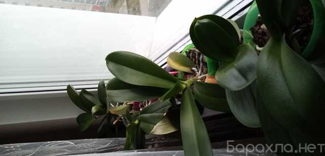 Продам: Орхидея пересаженная