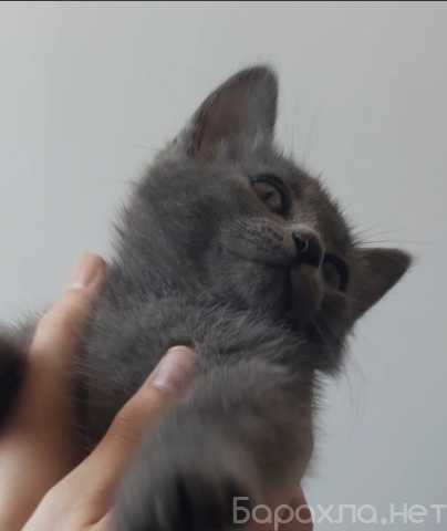 Отдам даром: Серый котенок