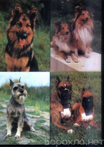 Продам: Открытки собаки Чехословакия