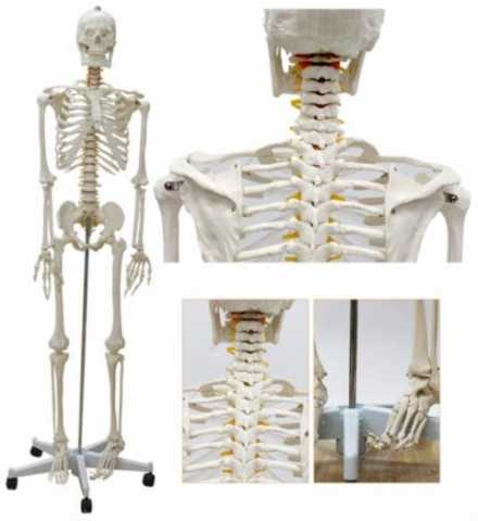 Продам: Анатомическая Модель скелета человека 170 см на роликовой подставке