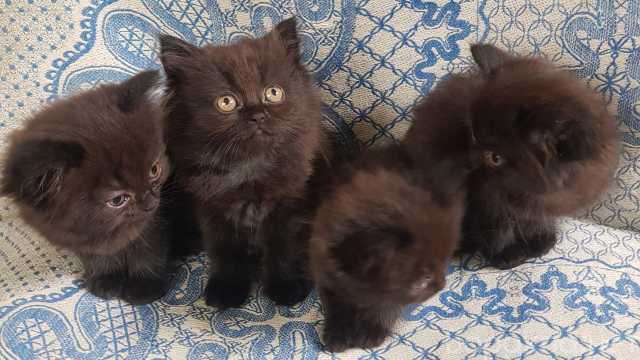 Продам: Длинношерстные британские котята