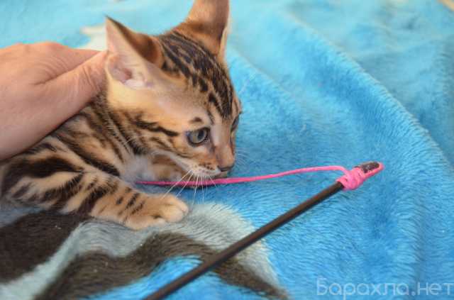 Продам: Бенгальский кот ,мальчик 2 месяца,с полн