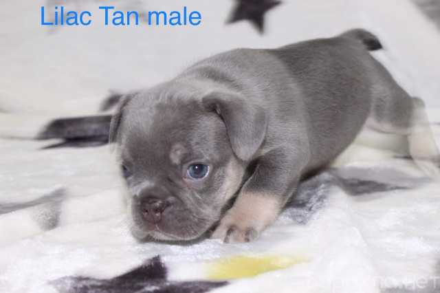 Продам: Сиренево-голубые щенки французского буль