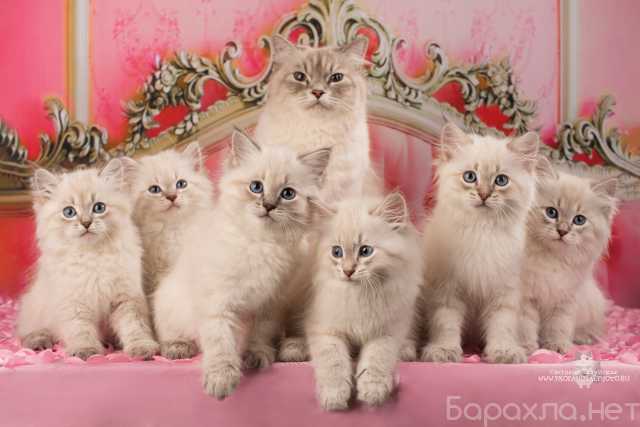 Продам: Невские Маскарадные породистые котята