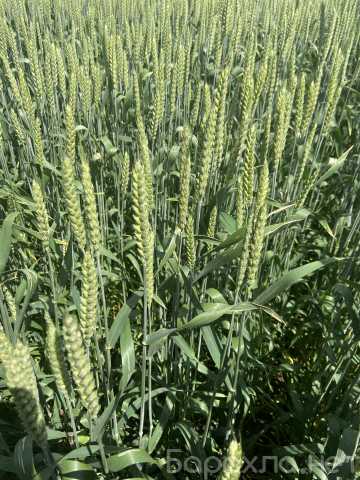 Продам: Семена пшеницы озимой купить Акапелла