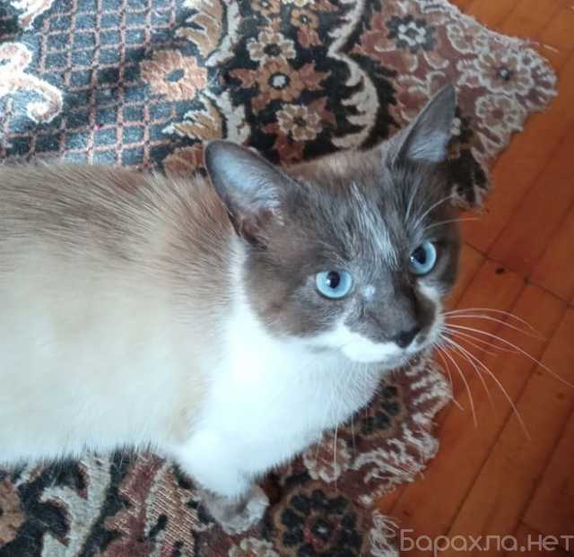 Отдам даром: Роскошный котик Степа с голубыми глазами