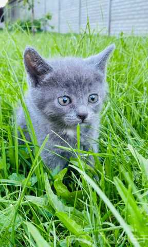 Отдам даром: 3 котенка — метисы русской голубой в дар