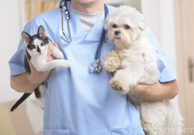 Предложение: Ветеринарный доктор на дом