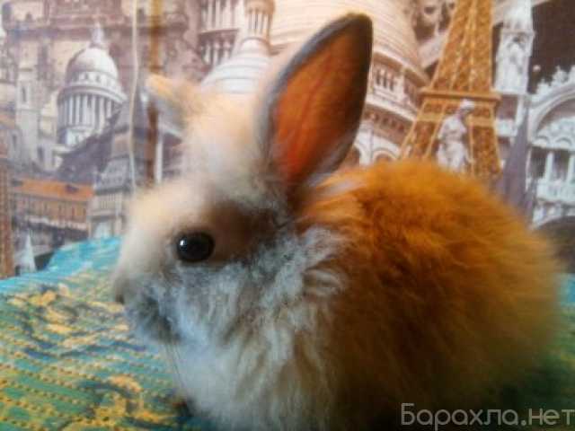 Продам: Декоративные кролики