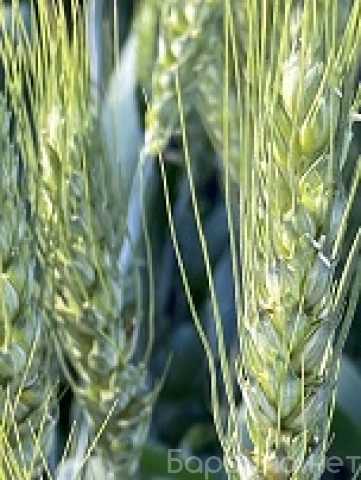 Продам: Семена пшеницы озимой Аксинья, Аскет