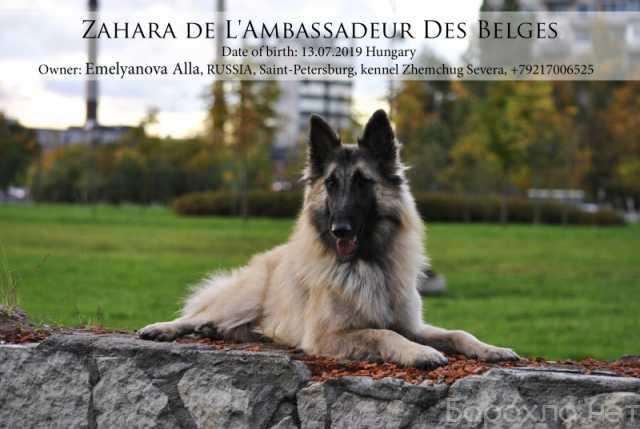 Продам: Продаются щенки бельгийской овчарки