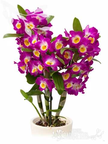 Продам: Орхидея Дендробиум Нобиле