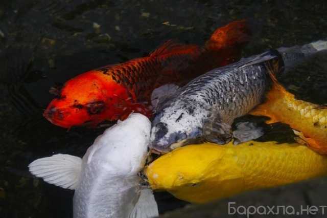 Вакансия: Мастер разделки рыбы
