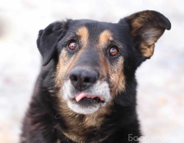 Отдам даром: трогательный пожилой пес Байкал в приюте