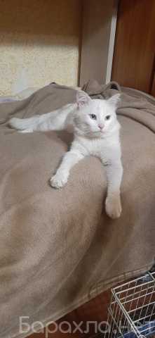 Отдам даром: Белоснежный котик