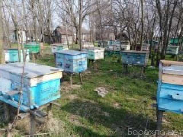 Продам: Улики для пчел