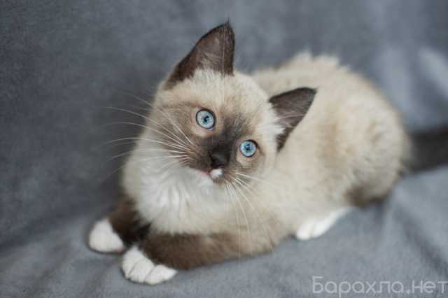 Отдам даром: Тайский котенок Вайт в дар