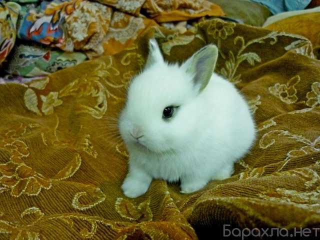 Продам: Крольчата Карликового Французского Хотот