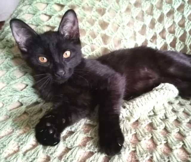 Отдам даром: Мишка Тедди, черный котенок 3,5 мес в до