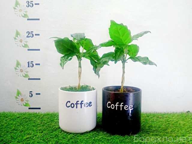 Продам: Кофейное дерево