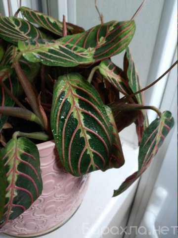 Продам: Комнатное растение c красивыми листьями