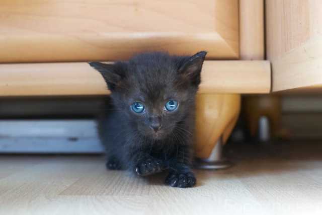Отдам даром: Маленькие очаровательные котята ищут дом