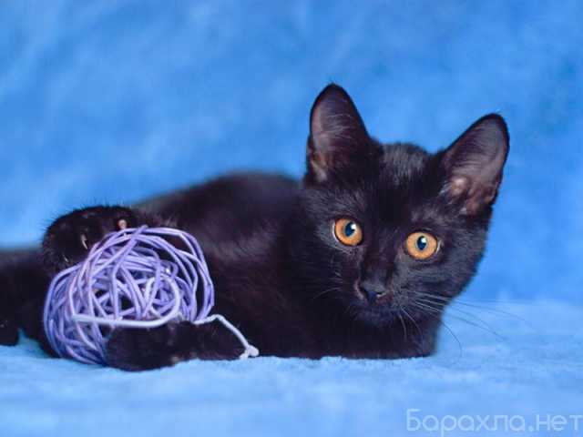 Отдам даром: Черный золотоглазый котенок Буся в дар