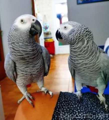 Отдам даром: Милые африканские серые попугаи