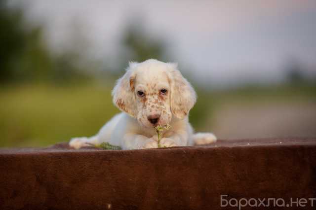 Продам: Щенки английского сеттера