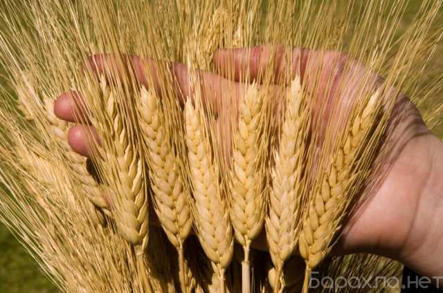 Продам: Семена оз пшеницы сильные и ценные сорта